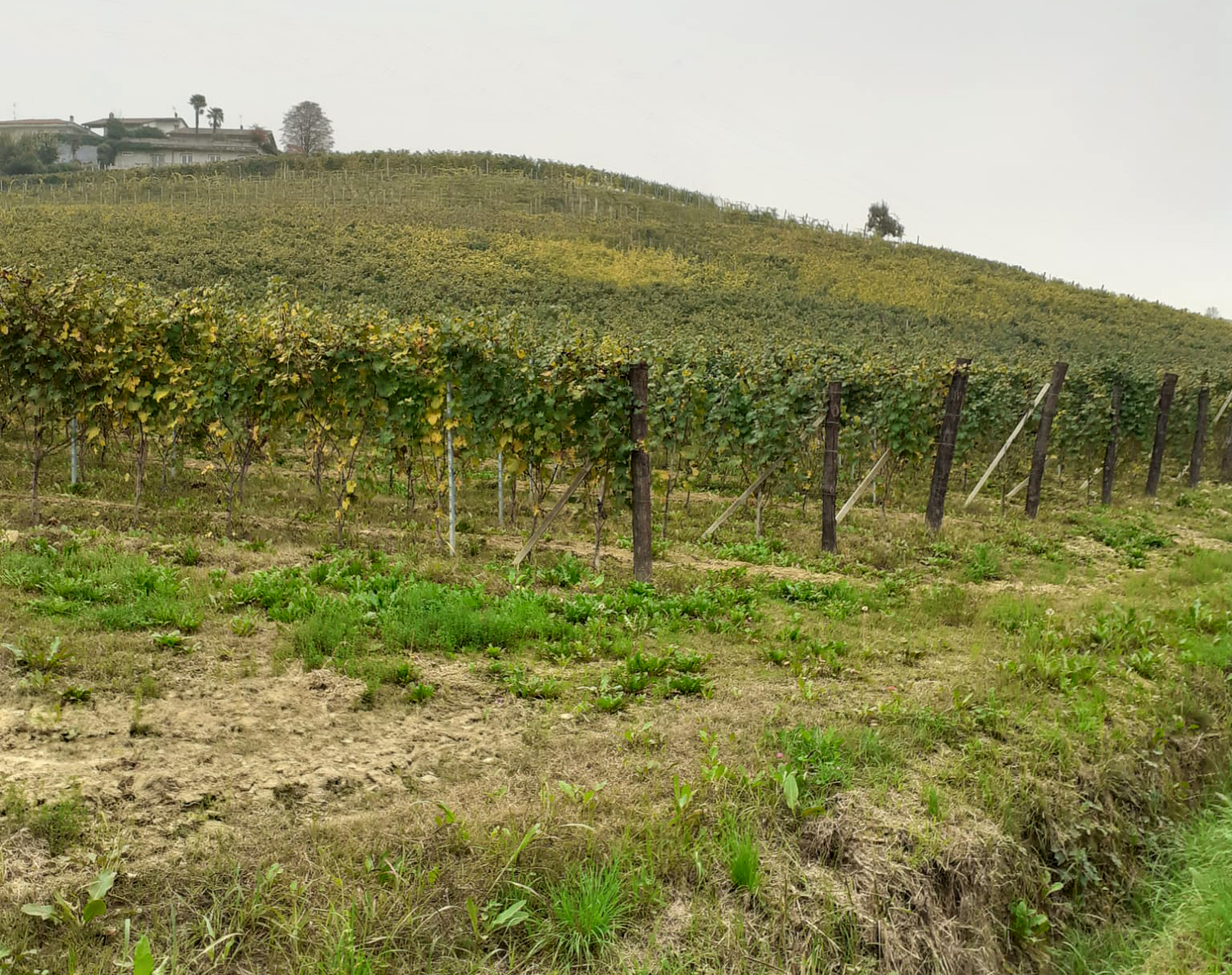 L’azienda agricola Cadipò è situata tra il Monferrato e il Roero in Cisterna d’Asti 